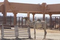 Kamelmarkt Al Ain (3) &ndash; &copy; Thomas Mühlbauer (Eberhardt TRAVEL)