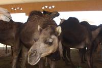 Kamelmarkt Al AIn (4) &ndash; &copy; Thomas Mühlbauer (Eberhardt TRAVEL)