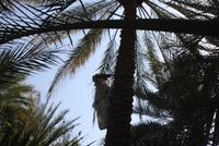 Oase Al AIn &ndash; &copy; Thomas Mühlbauer (Eberhardt TRAVEL)