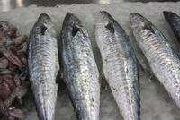 Sharjah Fischmarkt (3) &ndash; &copy; Thomas Mühlbauer (Eberhardt TRAVEL)