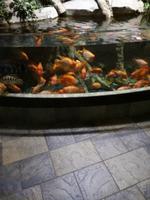 Aquarium Dubai Mall