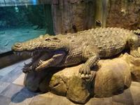 Aquarium Dubai Mall &ndash; &copy; Philip Seidel (Eberhardt TRAVEL)