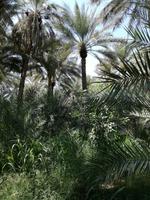 Oasenstadt Al Ain &ndash; &copy; Philip Seidel (Eberhardt TRAVEL)