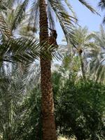 Oasenstadt Al Ain &ndash; &copy; Philip Seidel (Eberhardt TRAVEL)