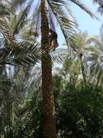 Oasenstadt Al Ain &ndash; &copy; Philip Seidel (Eberhardt TRAVEL)