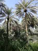 Oasenstadt Al Ain &ndash; &copy; Philip Seidel (Eberhardt TRAVEL)