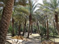 Oasenstadt Al Ain &ndash; &copy; Philip Seidel (Eberhardt TRAVEL)