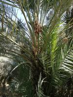 Oasenstadt Al Ain &ndash; &copy; Philip Seidel (Eberhardt TRAVEL)