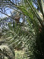 Oasenstadt Al Ain &ndash; &copy; Philip Seidel (Eberhardt TRAVEL)