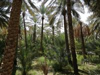 Oasenstadt Al Ain &ndash; &copy; Philip Seidel (Eberhardt TRAVEL)