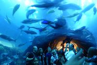 Aquarium in der Dubai Mall &ndash; &copy; Frank Nimschowski (Eberhardt TRAVEL)