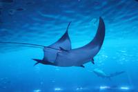 im Aquarium &ndash; &copy; Kathrin Kubik (Eberhardt TRAVEL)