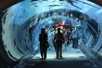 IMG_3335_Aquarium in der Dubai Mall &ndash; &copy; Alice Teipelke (Eberhardt TRAVEL)