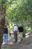 IMG_3620_Al Ain Oase &ndash; &copy; Alice Teipelke (Eberhardt TRAVEL)
