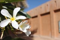 IMG_3640_Al Ain Palast-Museum Jasminpflanze &ndash; &copy; Alice Teipelke (Eberhardt TRAVEL)