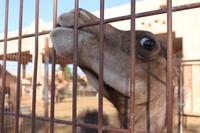 IMG_3645_Al Ain Kamelmarkt &ndash; &copy; Alice Teipelke (Eberhardt TRAVEL)