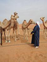 auf der Kamelfarm - Al Ain &ndash; &copy; Jennifer Dannwolf (Eberhardt TRAVEL)