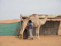 auf der Kamelfarm - Al Ain &ndash; &copy; Jennifer Dannwolf (Eberhardt TRAVEL)
