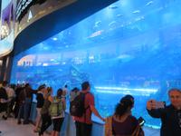 Aquarium in der Dubai-Mall &ndash; &copy; Sylvia Sann (Eberhardt TRAVEL)