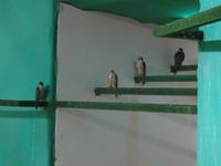 Falkenklinik Abu Dhabi &ndash; &copy; Sylvia Sann (Eberhardt TRAVEL)