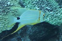 IMG_2942_Dubai Mall Aquarium &ndash; &copy; Alice Teipelke (Eberhardt TRAVEL)