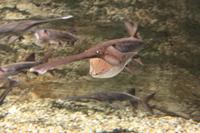 IMG_2957_Paddelfisch im Dubai Mall Aquarium &ndash; &copy; Alice Teipelke (Eberhardt TRAVEL)
