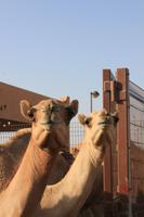 IMG_3273_Kamelmarkt Al Ain &ndash; &copy; Alice Teipelke (Eberhardt TRAVEL)