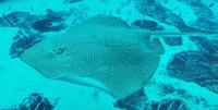 Man ist den Rochen hier ganz nah, Atlantis Hotel, Dubai &ndash; &copy; Simone Willner (Eberhardt TRAVEL)