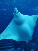 Ein Rochen ist neugierig, Aquarium, Atlantis Hotel, Dubai &ndash; &copy; Simone Willner (Eberhardt TRAVEL)