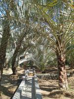 Hier einer der Kanäle solch eines Falajsystems, Hili Garten, Al Ain &ndash; &copy; Simone Willner (Eberhardt TRAVEL)