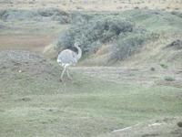 Nandu &ndash; &copy; Sylvia Sann (Eberhardt TRAVEL)