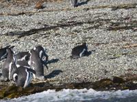 Magellan-Pinguine auf Tucker Island &ndash; &copy; Sylvia Sann (Eberhardt TRAVEL)
