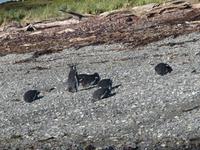 Magellan-Pinguine auf Tucker Island &ndash; &copy; Sylvia Sann (Eberhardt TRAVEL)