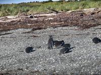 Magellan-Pinguine auf Tucker Island