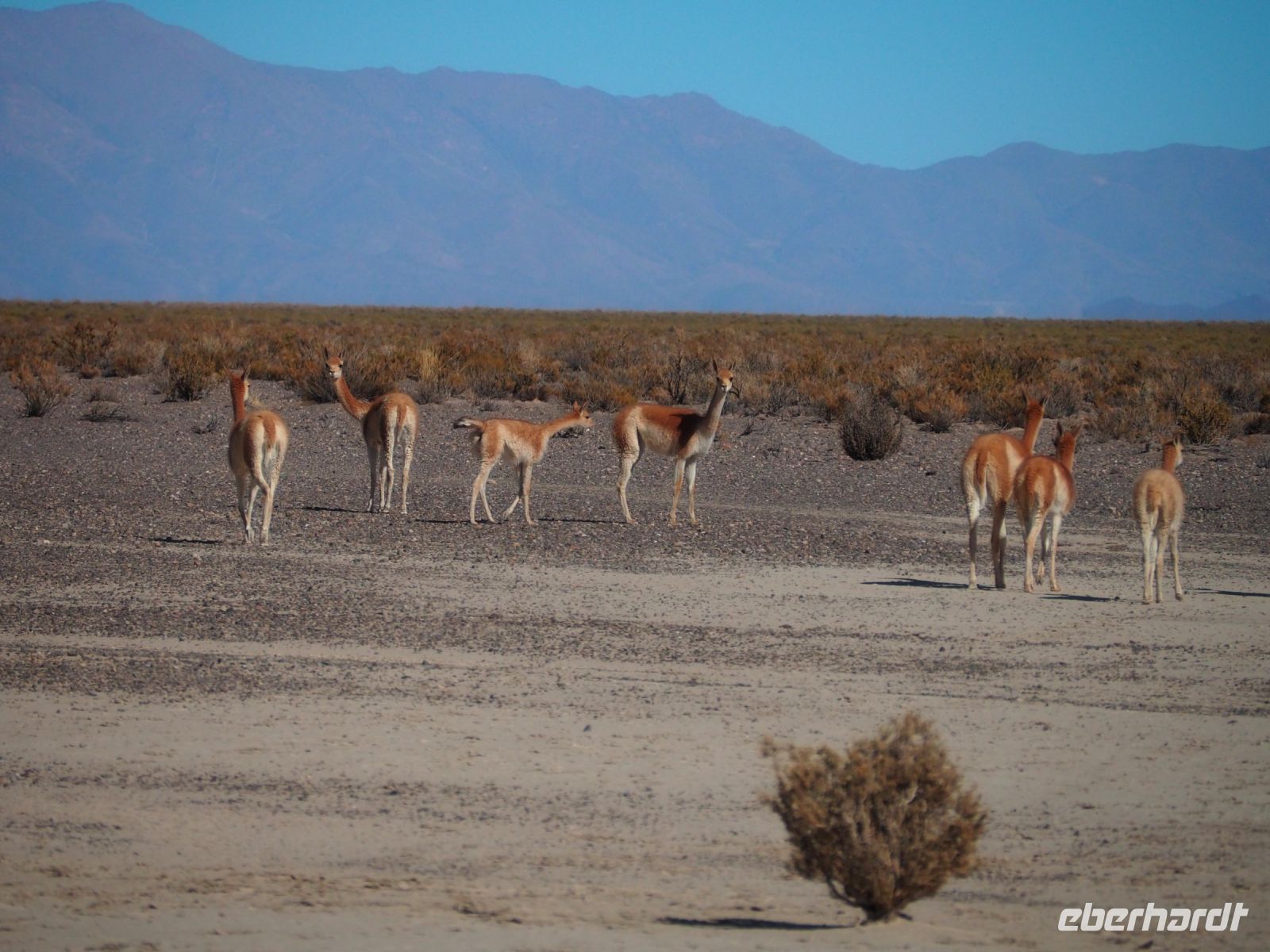 Vicuñas &ndash; &copy; Sinah Witzig (Eberhardt TRAVEL)
