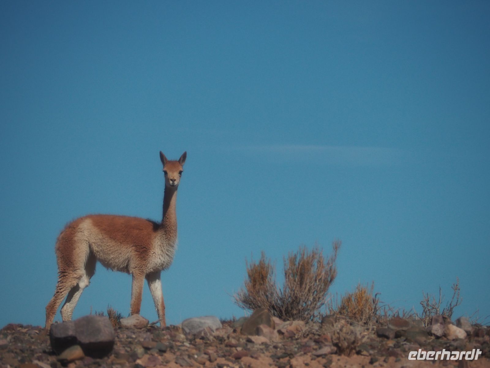 Vicuña &ndash; &copy; Sinah Witzig (Eberhardt TRAVEL)