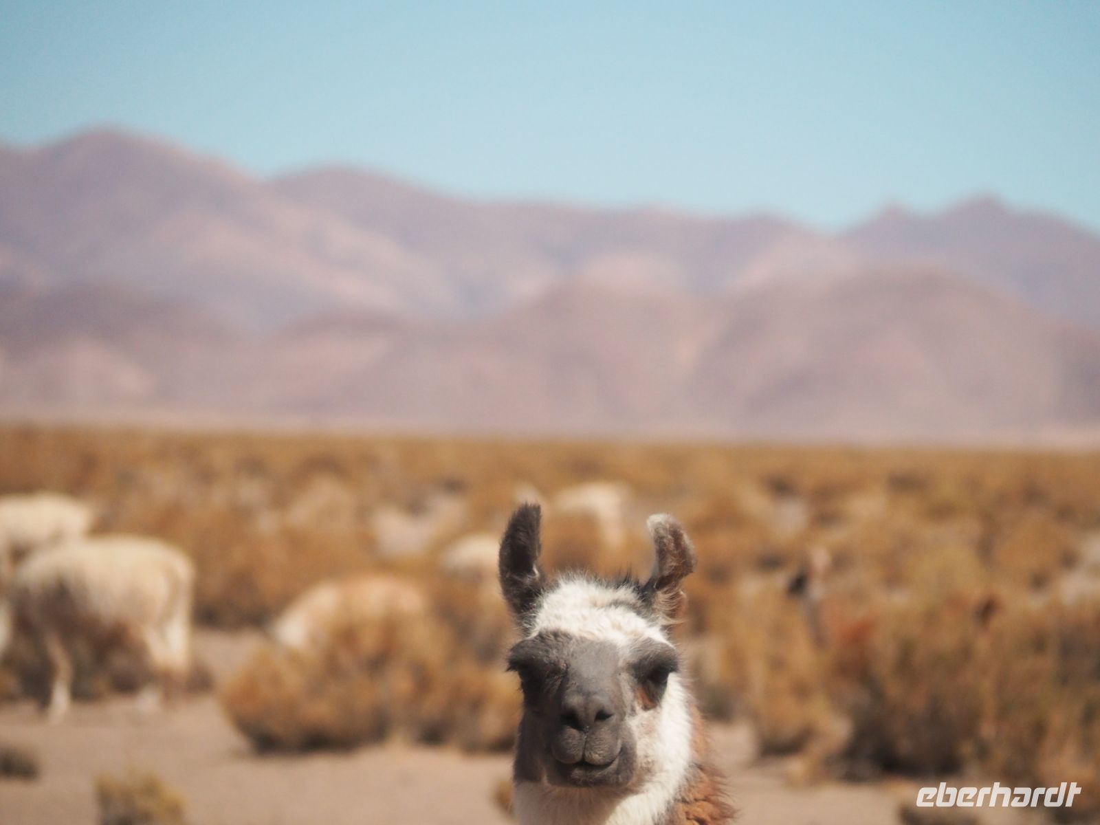Lama &ndash; &copy; Sinah Witzig (Eberhardt TRAVEL)