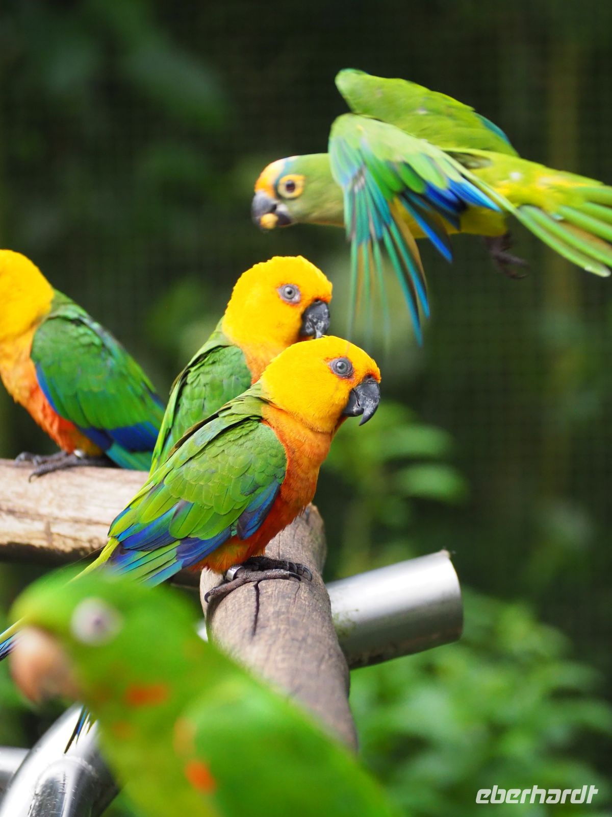 Vogelpark Iguazu &ndash; &copy; Sinah Witzig (Eberhardt TRAVEL)