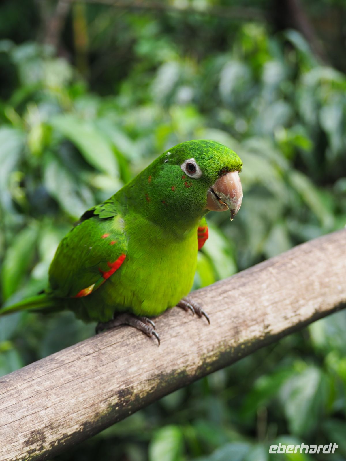 Vogelpark Iguazu &ndash; &copy; Sinah Witzig (Eberhardt TRAVEL)