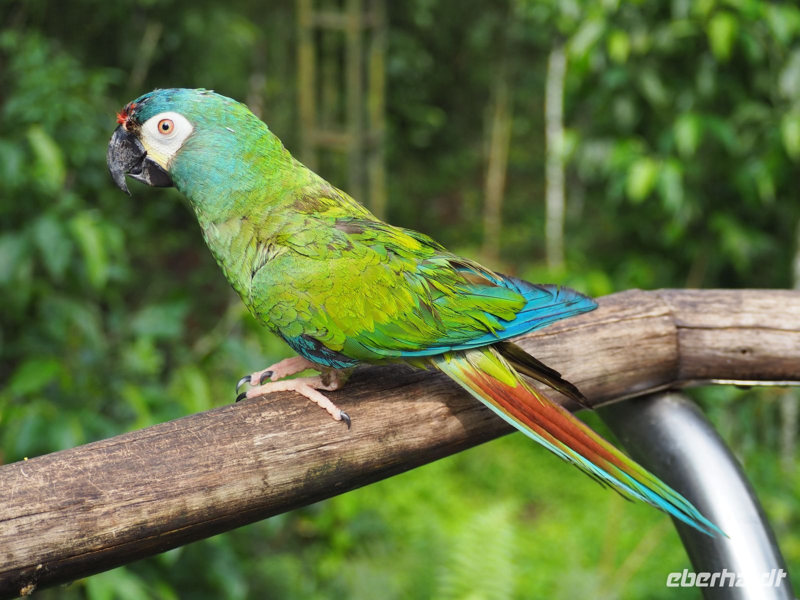 Vogelpark Iguazu &ndash; &copy; Sinah Witzig (Eberhardt TRAVEL)