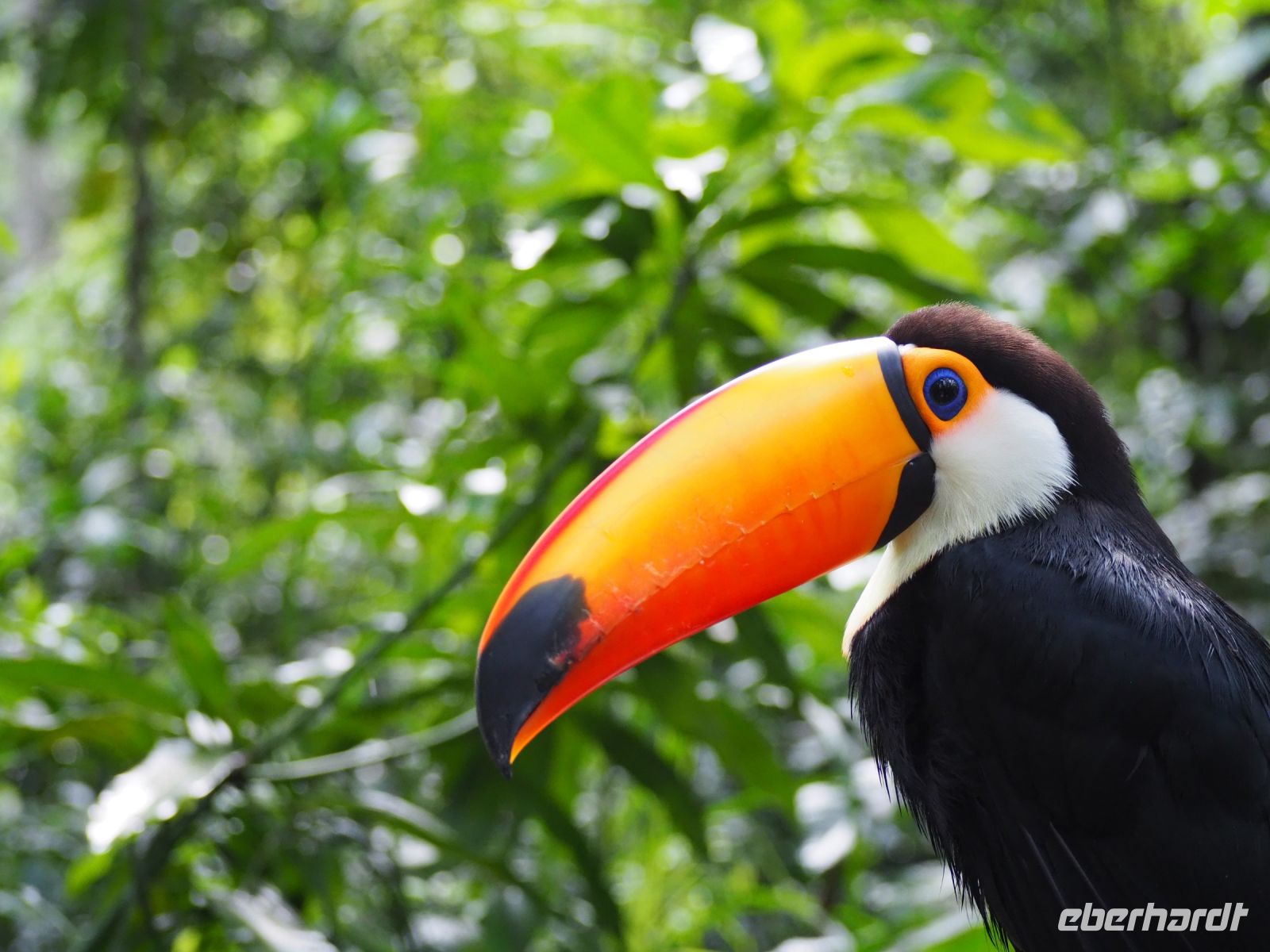 Vogelpark Iguazu &ndash; &copy; Sinah Witzig (Eberhardt TRAVEL)