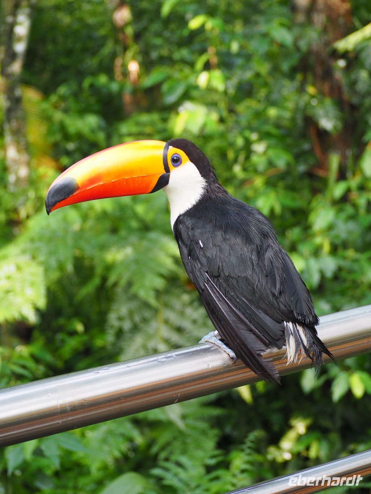 Vogelpark Iguazu &ndash; &copy; Sinah Witzig (Eberhardt TRAVEL)