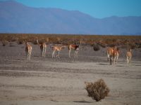 Vicuñas &ndash; &copy; Sinah Witzig (Eberhardt TRAVEL)