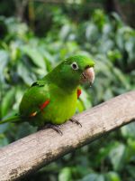 Vogelpark Iguazu &ndash; &copy; Sinah Witzig (Eberhardt TRAVEL)