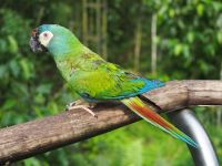 Vogelpark Iguazu &ndash; &copy; Sinah Witzig (Eberhardt TRAVEL)
