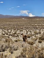 Guanaco-Sichtung &ndash; &copy; Mariele Legler (Eberhardt TRAVEL)