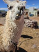 Lama-Schnappschuss &ndash; &copy; Mariele Legler (Eberhardt TRAVEL)