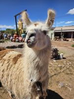 Lama-Schnappschuss &ndash; &copy; Mariele Legler (Eberhardt TRAVEL)