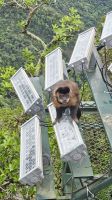 Corcovado-Kapuziner &ndash; &copy; Mariele Legler (Eberhardt TRAVEL)