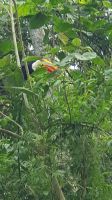 Tucan &ndash; &copy; Mariele Legler (Eberhardt TRAVEL)